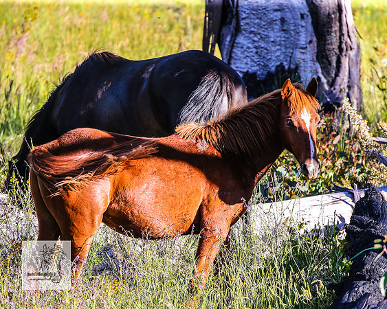Brumbies29122021_0257