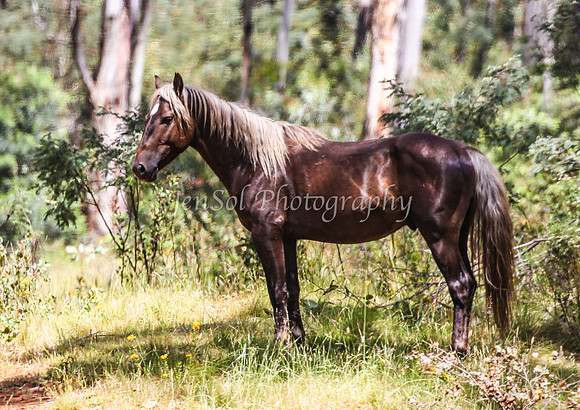 BrumbiesJan25-0041