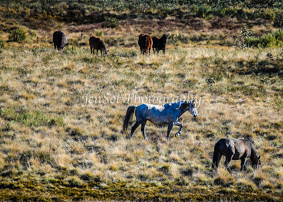 Brumbies1June25_0223