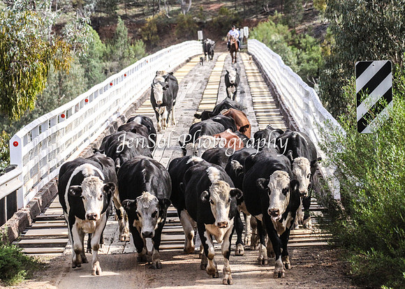 Cabcattle20121_0043