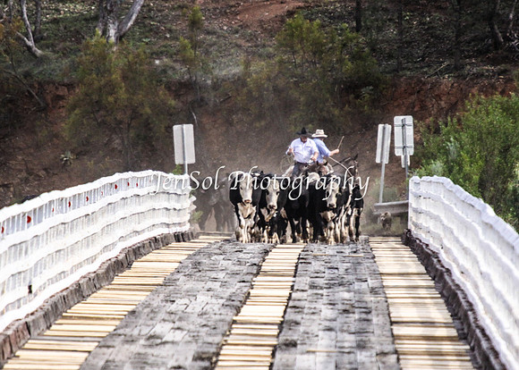 Cabcattle20121_0036