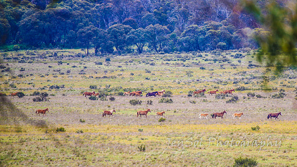 Brumbies27122021_0150