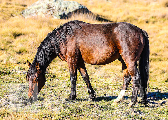 BrumbiesAnzacWeekendSatB2024_1533