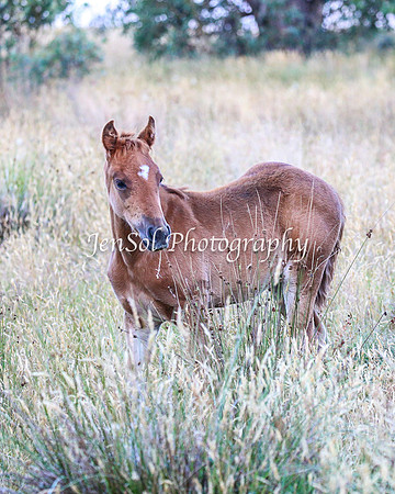 BrumbiesJan25_0481