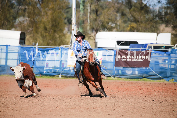 CCCampdraft2016_5469