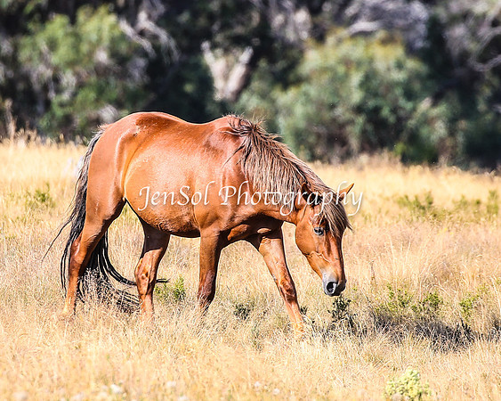 BrumbiesJan25_0181