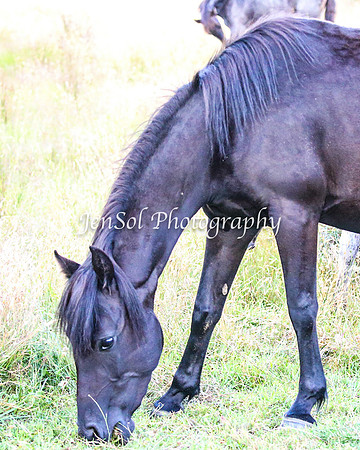 BrumbiesJan25_0472