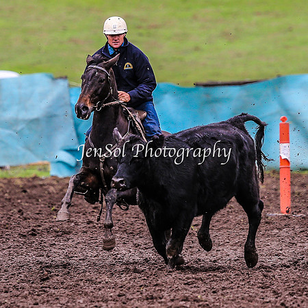 CabanandraCampdraft2014_1630