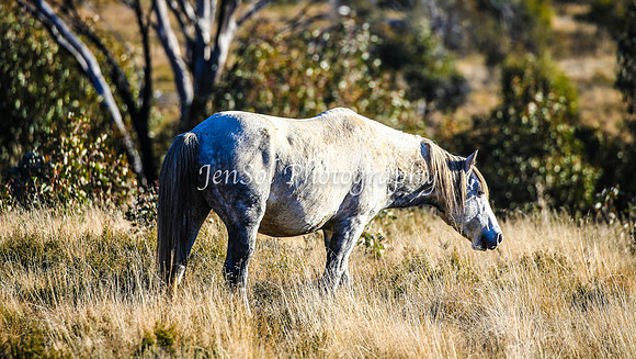 Brumbies1June25_0275