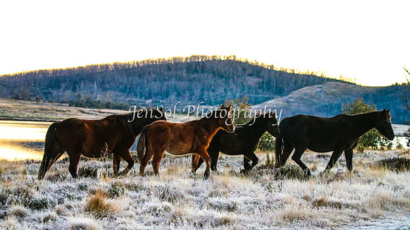 Brumbies1June25_0038