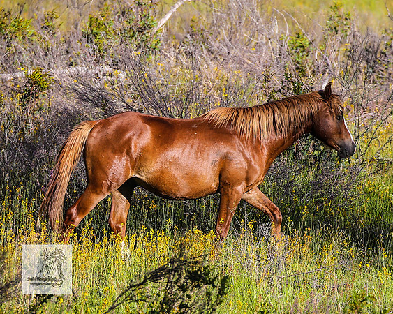 Brumbies29122021_0280