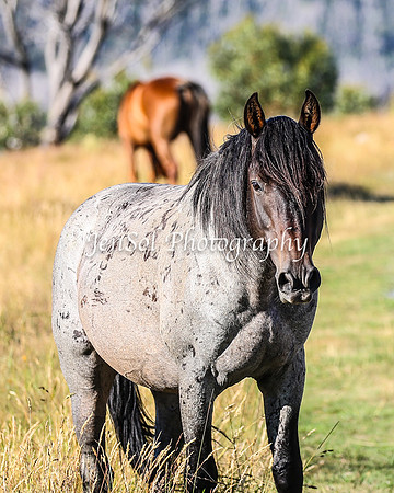 BrumbiesJan25_0376