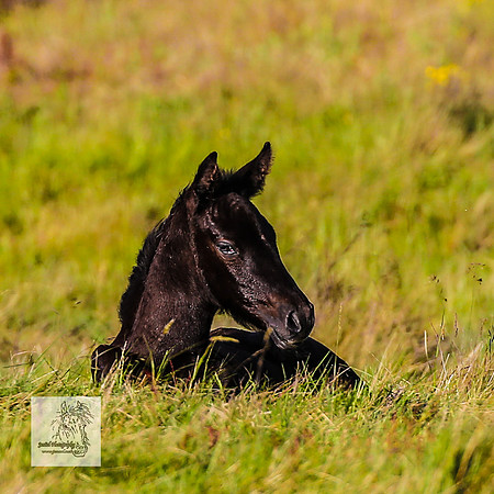 Brumbies30122021pm_0427