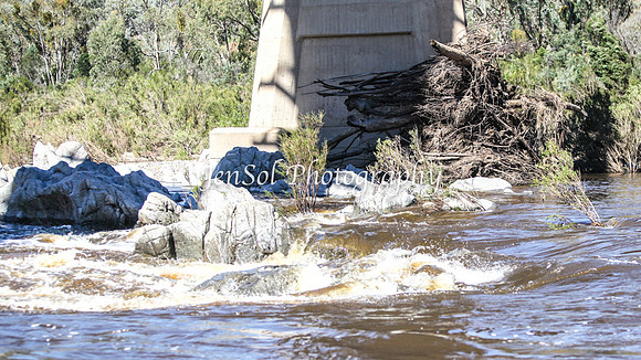 CabCattle2012_0318