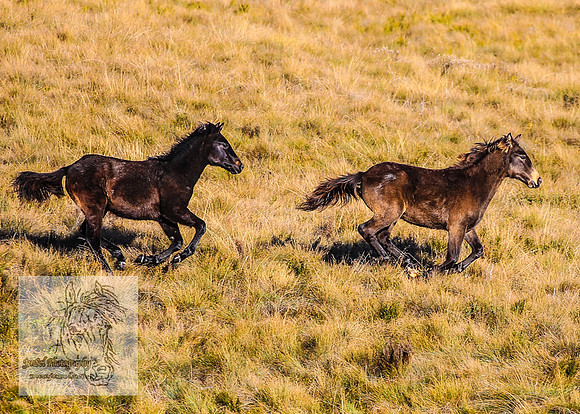 BrumbiesAnzacWeekendSun2024_0007
