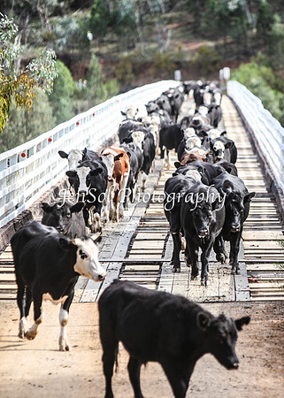 CabCattle2012_0362