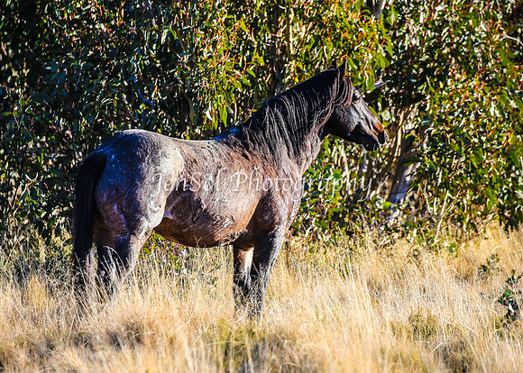 Brumbies1June25_0261