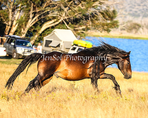BrumbiesJan25_0452
