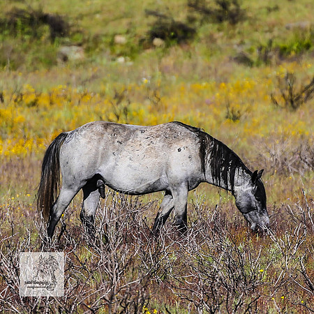 Brumbies30122021a_0014