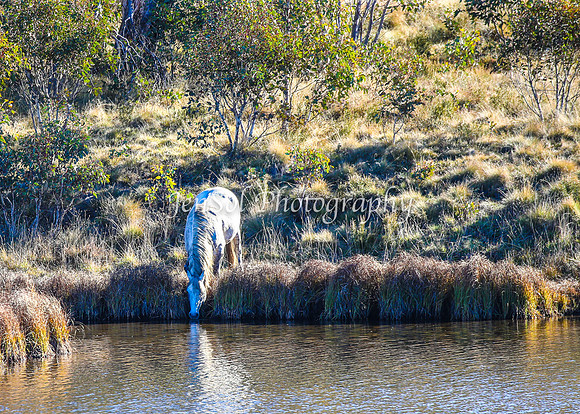 Brumbies1June25_0238