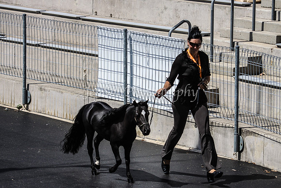 EquitanaSat_0228