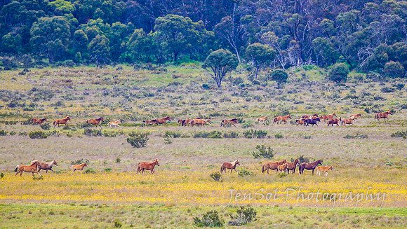 Brumbies27122021_0147