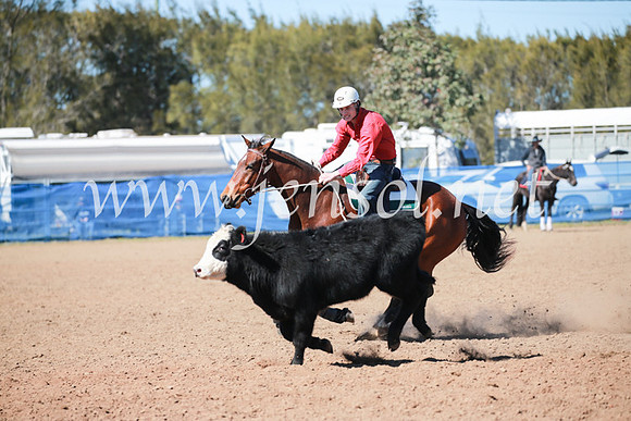CCCampdraft2016_5507