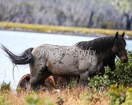 BrumbiesJan25_0092