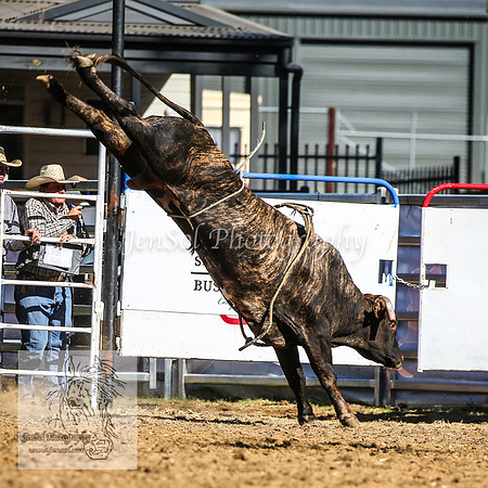 TumbarumbaRodeoNYD2025_1839