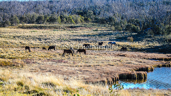 Brumbies1June25_0321