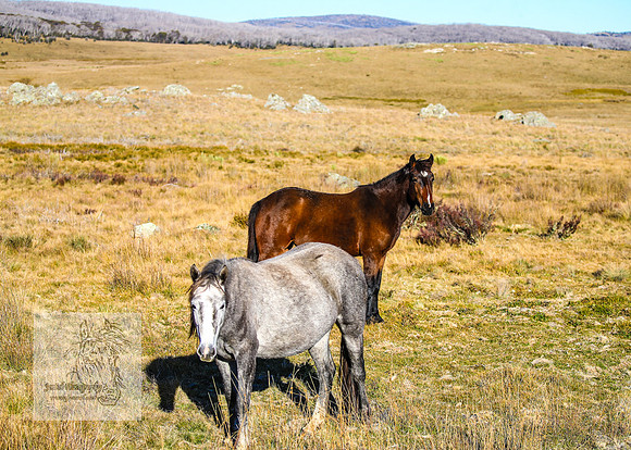 BrumbiesAnzacWeekendSatB2024_1545