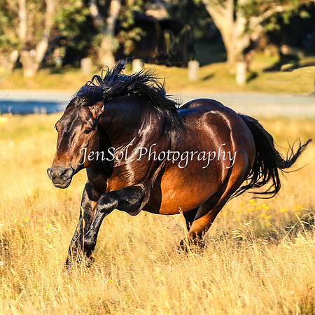 BrumbiesJan25_0446