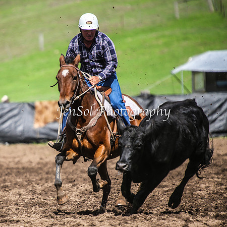 CabanandraCampdraft2014_1284