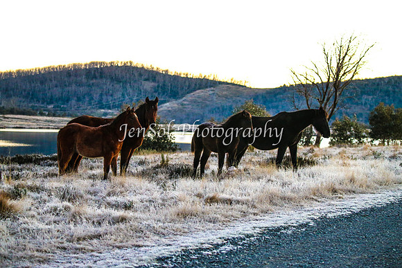 Brumbies1June25_0045