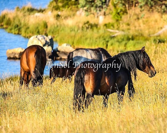 BrumbiesJan25_0461