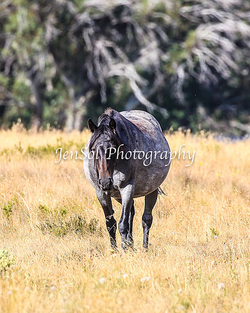 BrumbiesJan25_0214