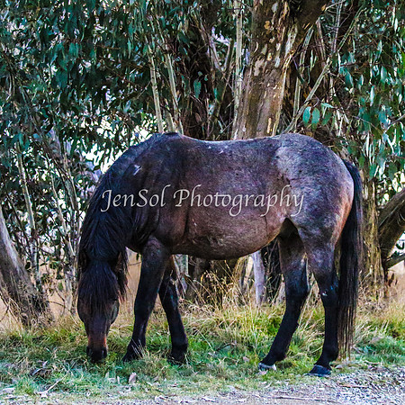 Brumbies1June25_0050