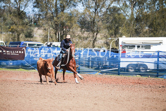 CCCampdraft2016_5944